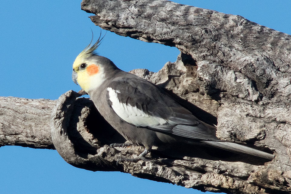 Cockatiel (Nymphicus hollandicus)